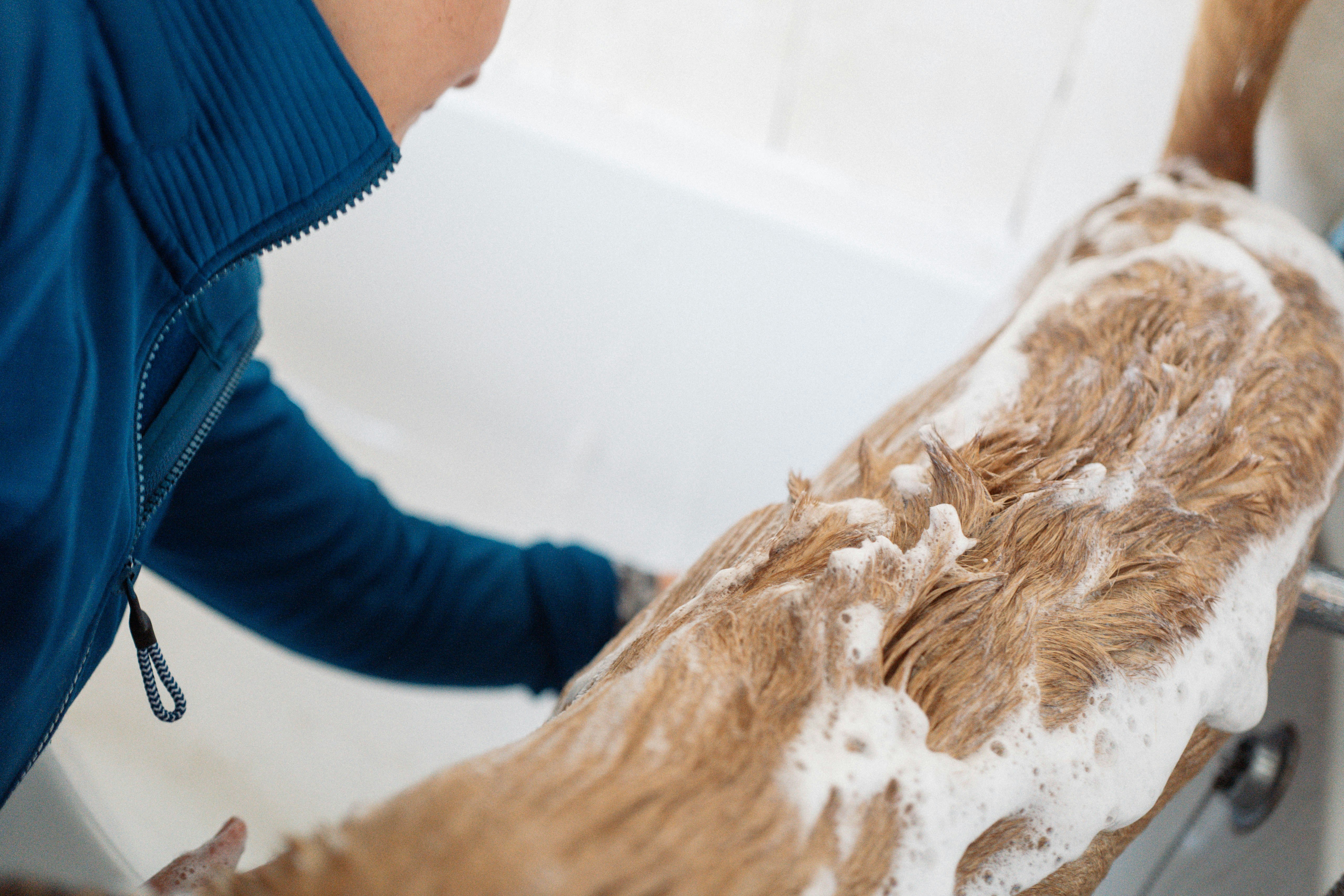 Pet Shampoo Manufacturing